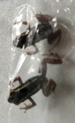 Andinobates claudiae