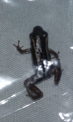 Andinobates claudiae