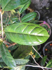 Camellia nitidissima