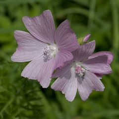 Malva moschata