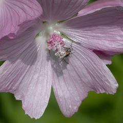Malva moschata