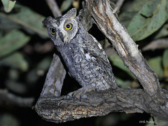 Otus senegalensis