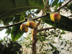 Camellia nitidissima