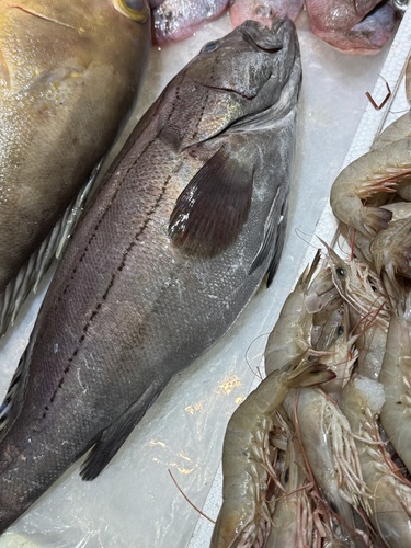 Banded grouper (Epinephelus latifasciatus) — Serranidae