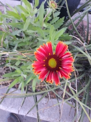 Gaillardia pulchella