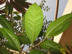 Camellia nitidissima
