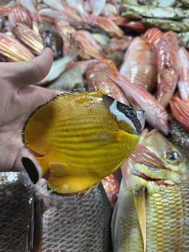 Butterflyfish (Chaetodon wiebeli) — Chaetodontidae — 3