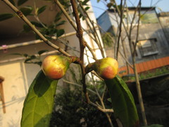 Camellia nitidissima