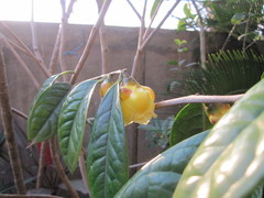 Camellia nitidissima