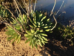 Dudleya virens virens