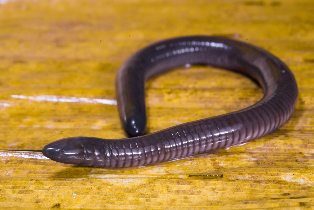 Mexican Caecilian (Amphibians of Southern Mexico ) · iNaturalist