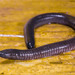Mexican Caecilian - Photo (c) Wouter Beukema, some rights reserved (CC BY-NC), uploaded by Wouter Beukema