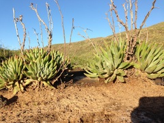 Dudleya virens virens