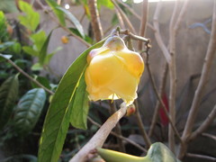 Camellia nitidissima
