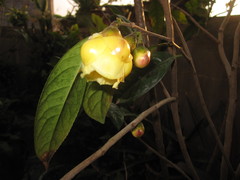 Camellia nitidissima