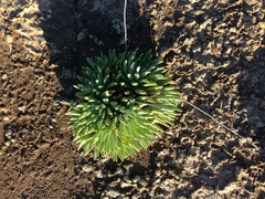 Dudleya virens virens