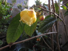 Camellia nitidissima