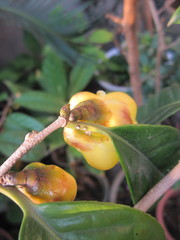 Camellia nitidissima