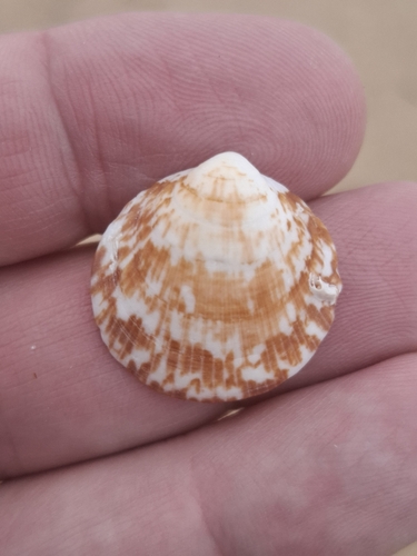 Glycymeris glycymeris