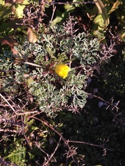 Eschscholzia ramosa