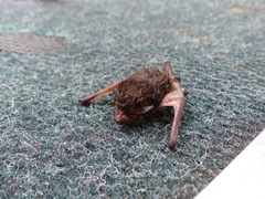 Pseudoromicia tenuipinnis