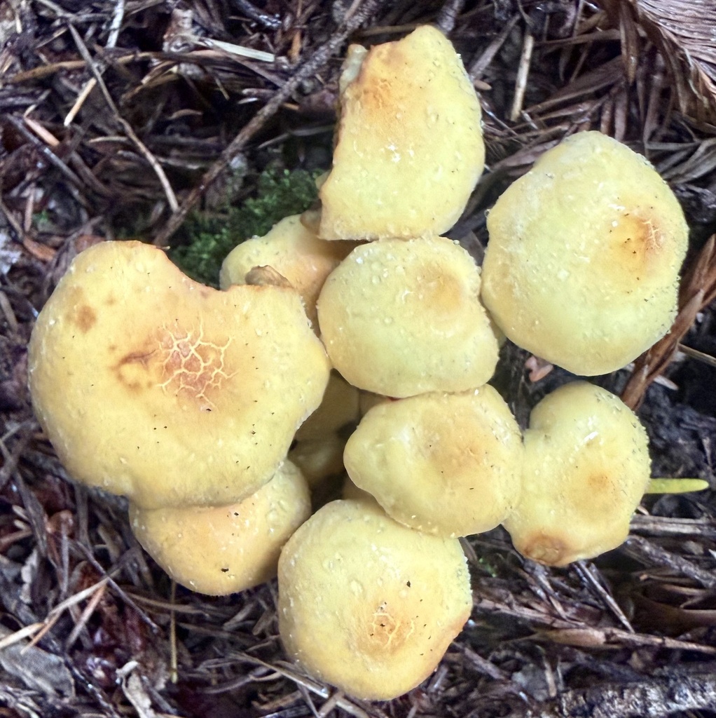 Hypholoma fasciculare · February 2026 · photo: © hllrnnr (iNaturalist, cc0)