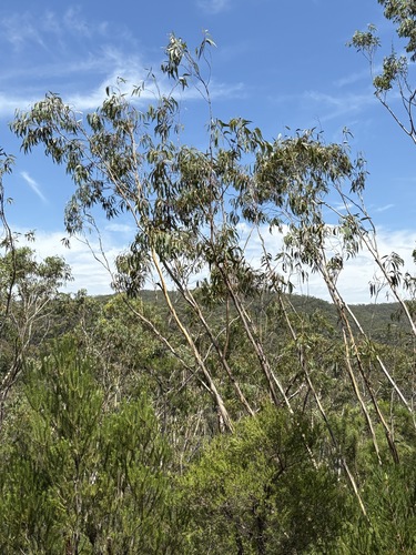 whipstick mallee ash (Eucalyptus multicaulis)