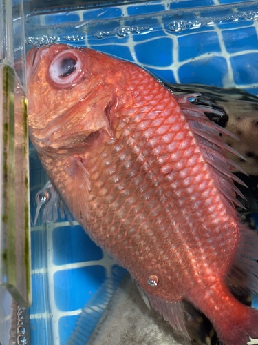 Brocade perch (Ostichthys japonicus) — Holocentridae — 4