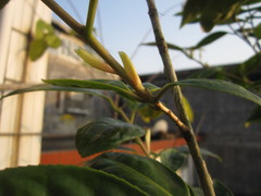 Camellia nitidissima