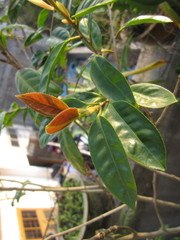 Camellia nitidissima