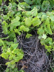 Calystegia macrostegia amplissima
