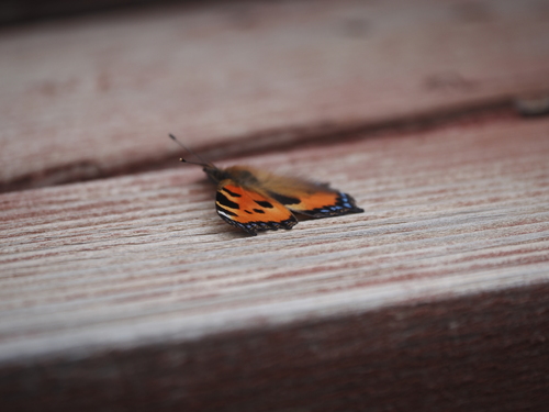 Aglais urticae chinensis