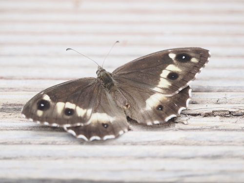Hipparchia autonoe