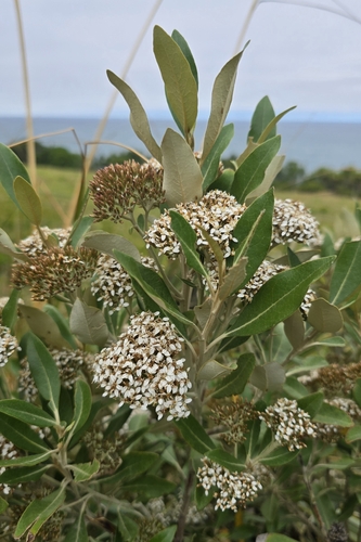 Olearia avicenniifolia observed 2026-02-11