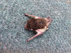 Pseudoromicia tenuipinnis