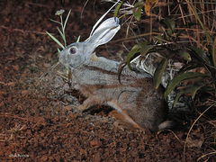 Lepus victoriae
