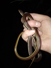 Dendrelaphis caudolineatus