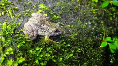 Limnonectes kuhlii