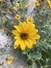 Astylus vittaticollis