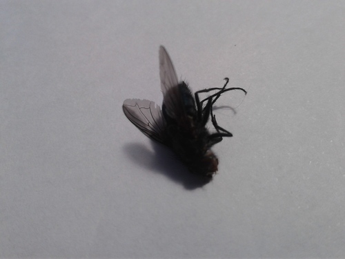 New Zealand Blue Blowfly photo 3