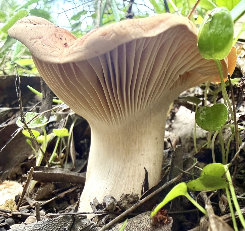 Cuphophyllus pratensis · February 2026 · photo: © hllrnnr (iNaturalist, cc0)