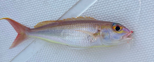 Slender threadfin bream (Nemipterus zysron) — Nemipteridae — 3