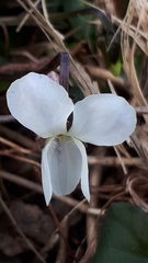 Viola alba alba