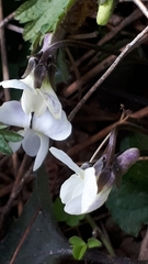 Viola alba alba