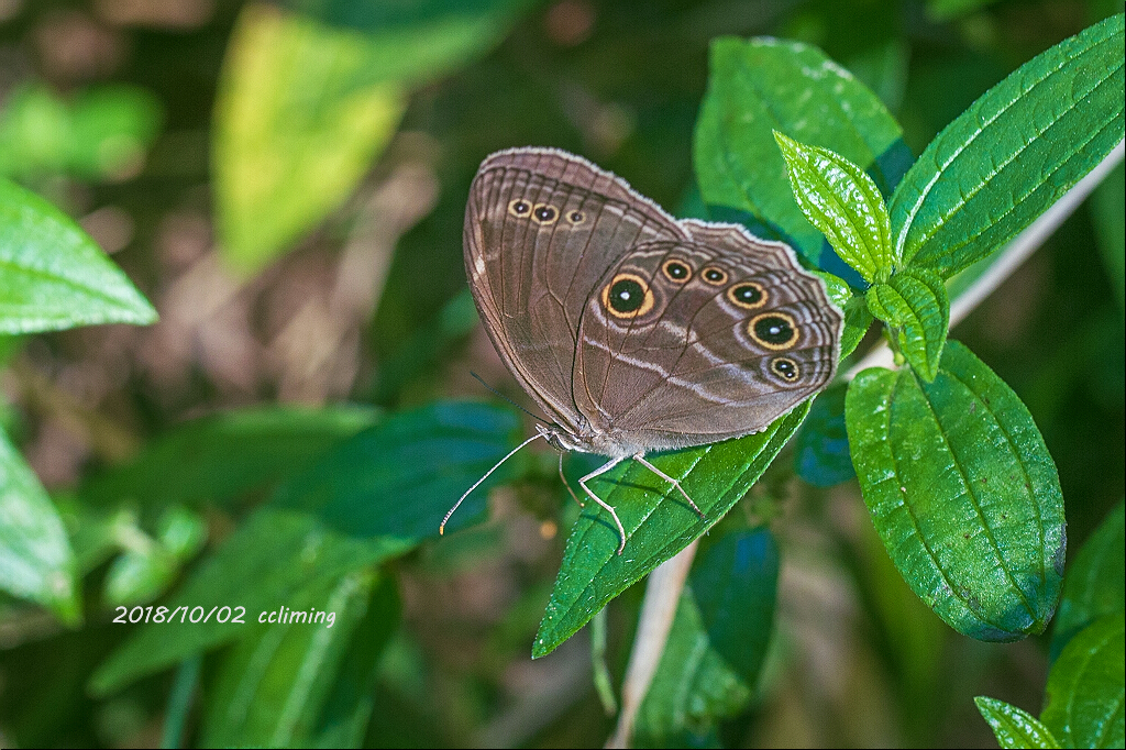 Lethe satyrina
