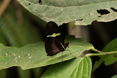 Heliconius clysonymus clysonymus