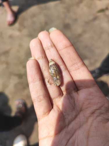 Agaronia gibbosa observed 2026-02-11