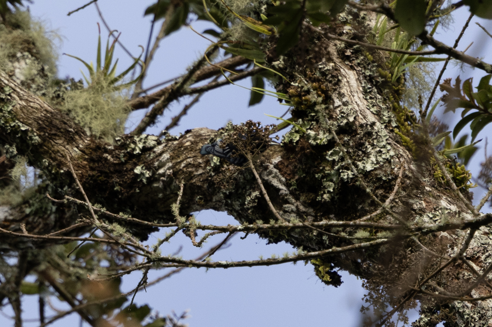 Blue Nuthatch (Sitta azurea), photo 2