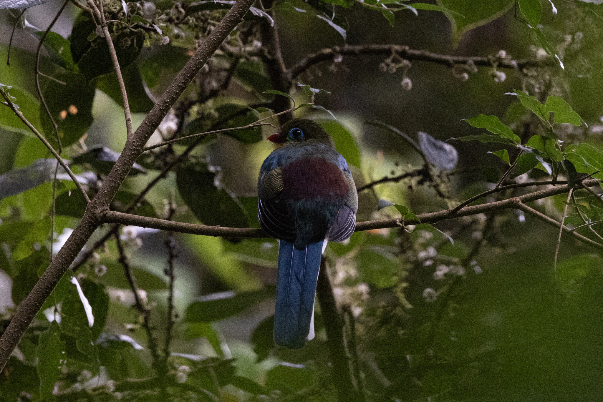 Sumatran Trogon (Apalharpactes mackloti), photo 1