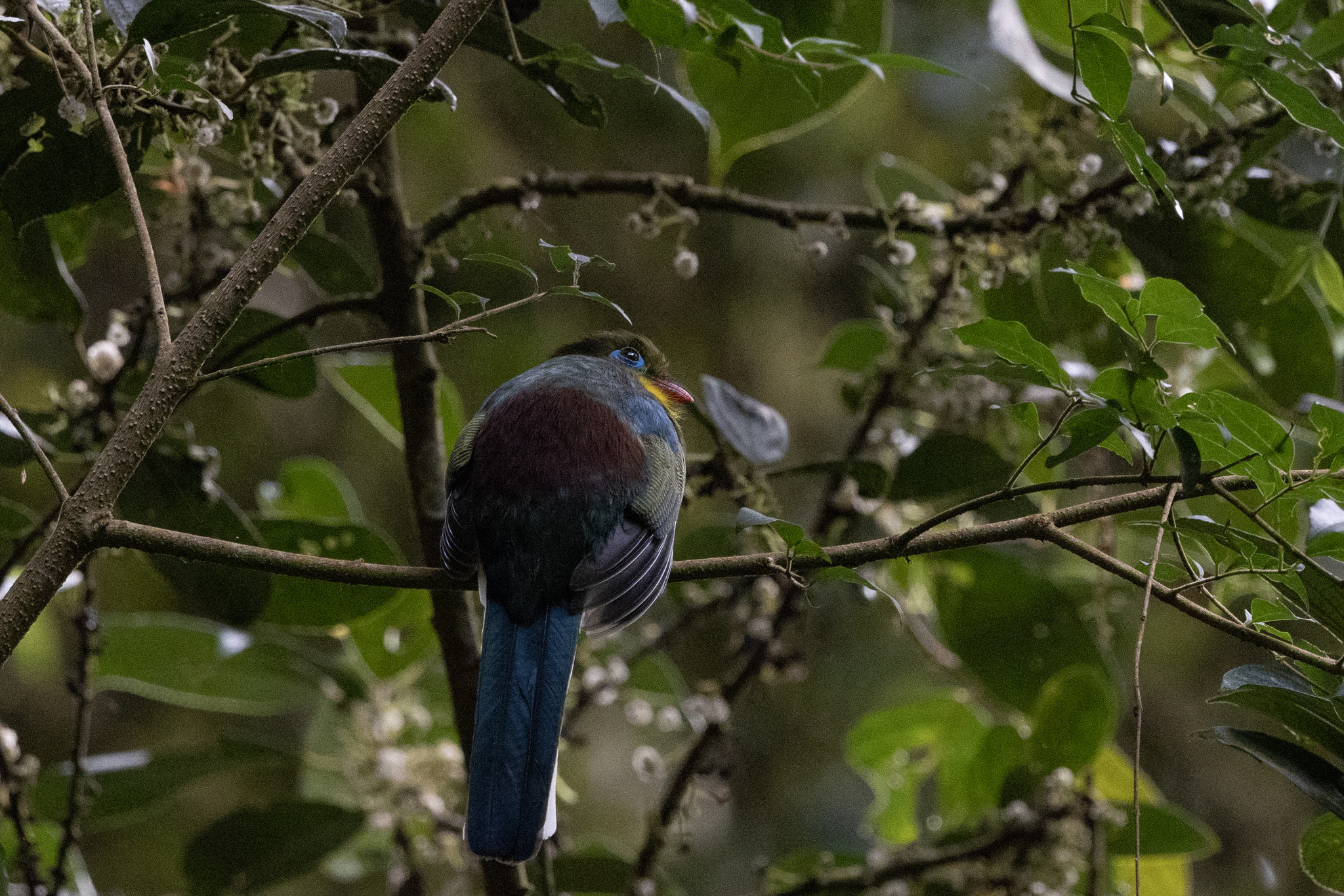 Sumatran Trogon (Apalharpactes mackloti), photo 2